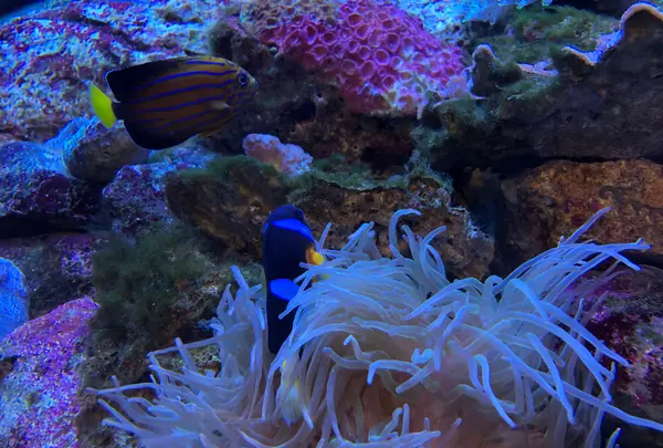 九十九島水族館海きららの写真・動画_image_752907