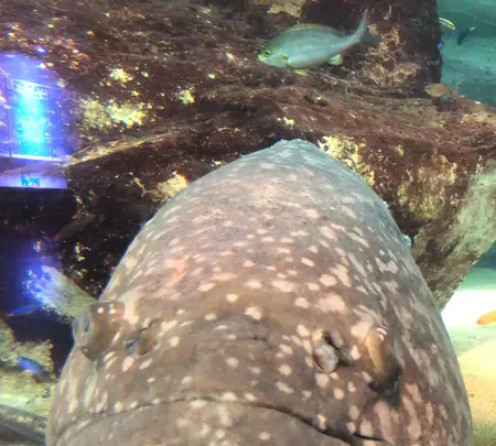 九十九島水族館海きららの写真・動画_image_752908