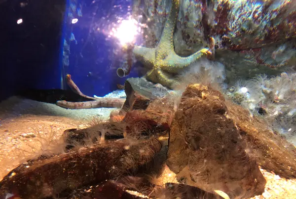 九十九島水族館海きららの写真・動画_image_752910