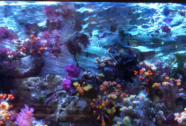 九十九島水族館海きららの写真・動画_image_752911