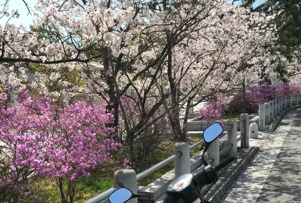 神呪寺（甲山大師）の写真・動画_image_752998