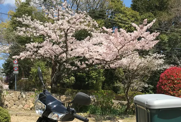 神呪寺（甲山大師）の写真・動画_image_752999