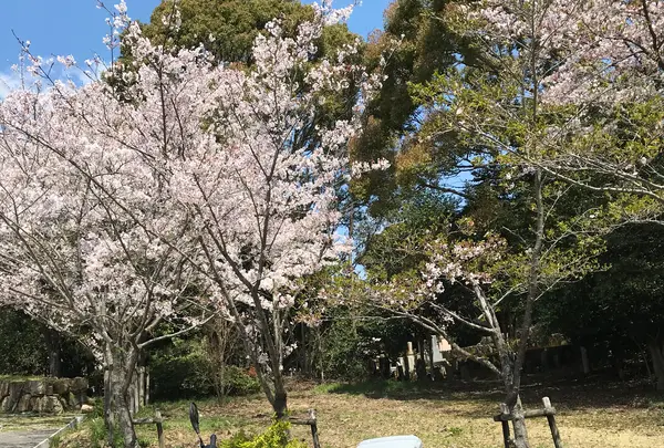 神呪寺（甲山大師）の写真・動画_image_753002