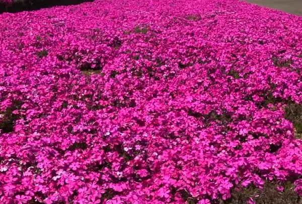 空の公園の写真・動画_image_769851