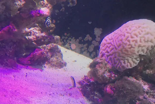 沼津港深海水族館の写真・動画_image_773590