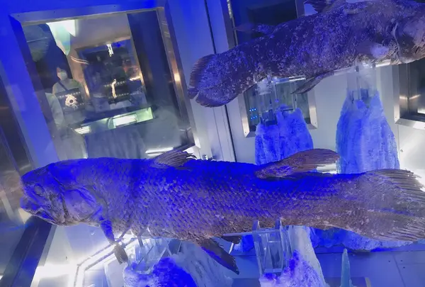 沼津港深海水族館の写真・動画_image_773592