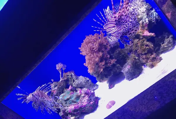 沼津港深海水族館の写真・動画_image_773594