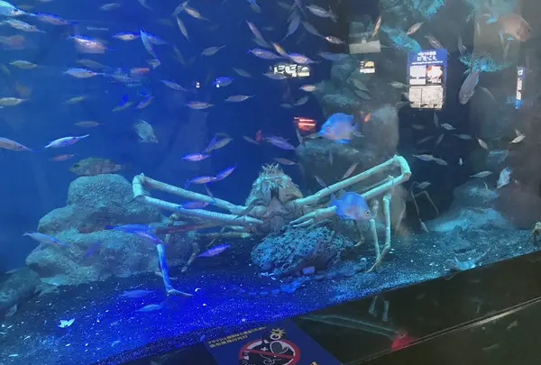 沼津港深海水族館の写真・動画_image_773595