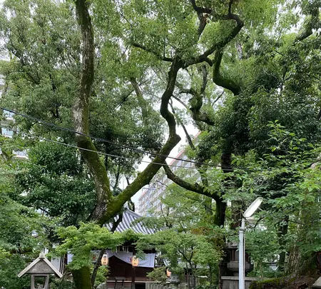 杭全神社の写真・動画_image_776717