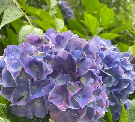 あじさい坂の写真・動画_image_777190