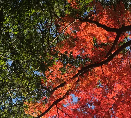 益子県立自然公園 益子の森の写真・動画_image_777246