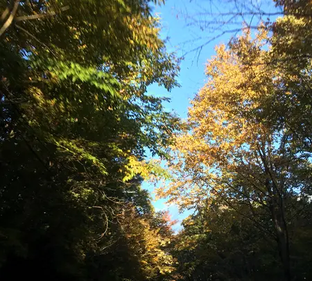 鹿の湯の写真・動画_image_777259