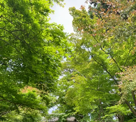 円覚寺 総門の写真・動画_image_778629