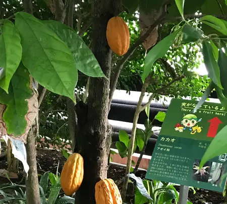 東京都夢の島熱帯植物館の写真・動画_image_781599