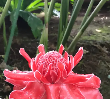 東京都夢の島熱帯植物館の写真・動画_image_781603