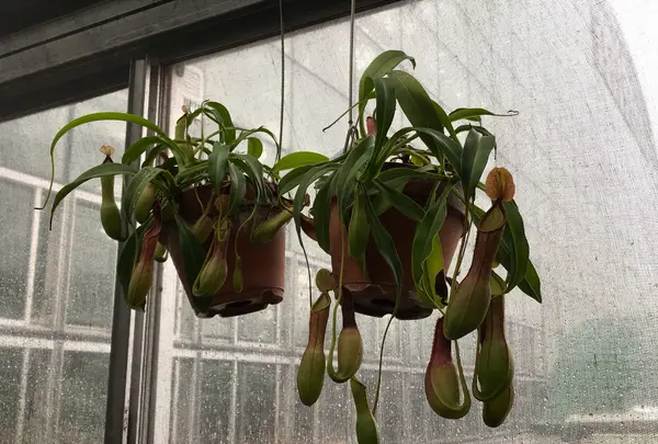 東京都夢の島熱帯植物館の写真・動画_image_781606