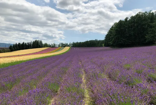 ファーム富田の写真・動画_image_782155