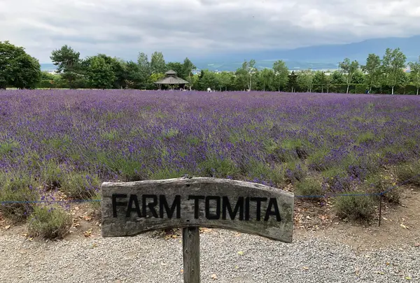 ファーム富田の写真・動画_image_782156