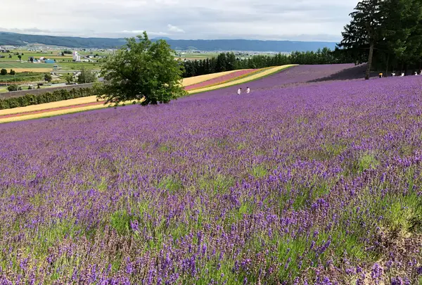 ファーム富田の写真・動画_image_782157