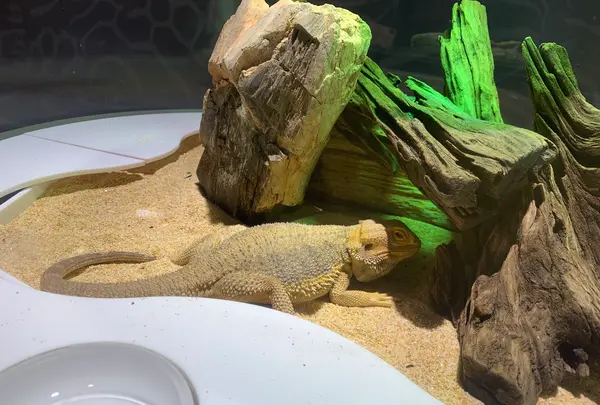 NIFREL（ニフレル）の写真・動画_image_786056