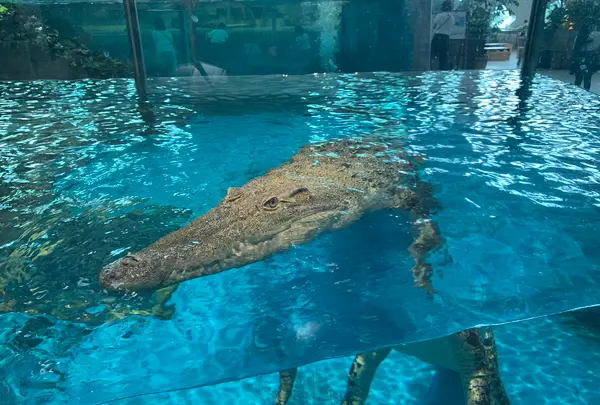 NIFREL（ニフレル）の写真・動画_image_786059