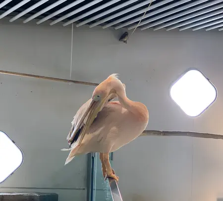 NIFREL（ニフレル）の写真・動画_image_786062