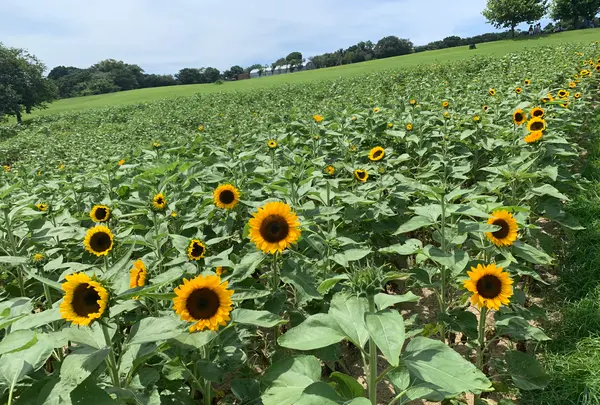 あわじ花さじきの写真・動画_image_786158