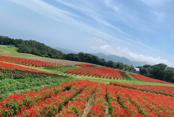 あわじ花さじきの写真・動画_image_786159