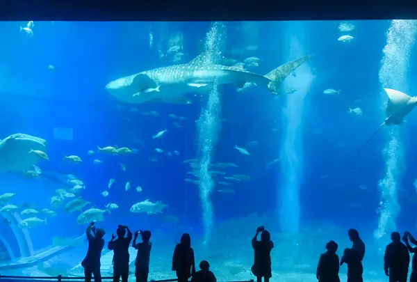 沖縄美ら海水族館の写真・動画_image_787479