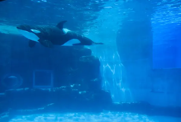 名古屋港水族館の写真・動画_image_787612