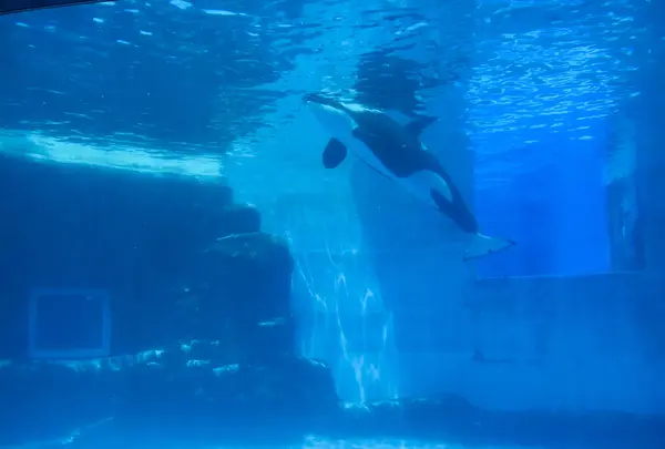 名古屋港水族館の写真・動画_image_787613