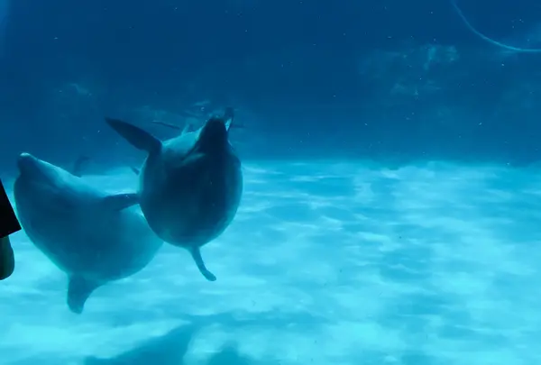 名古屋港水族館の写真・動画_image_787614