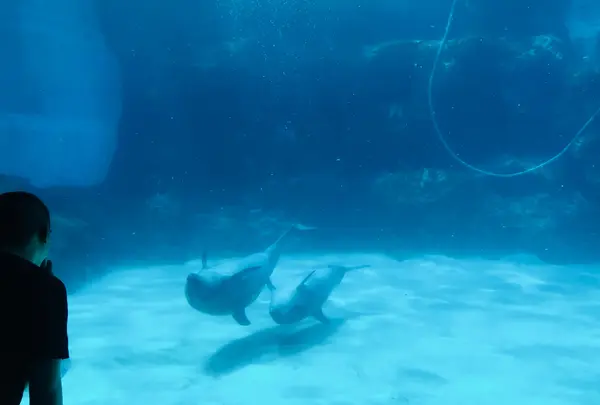 名古屋港水族館の写真・動画_image_787615