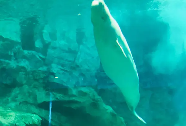 名古屋港水族館の写真・動画_image_787616