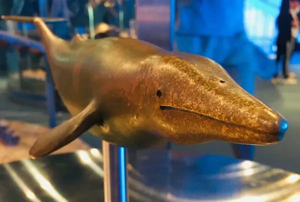 名古屋港水族館の写真・動画_image_787617