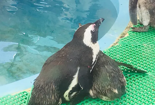 名古屋港水族館の写真・動画_image_787620