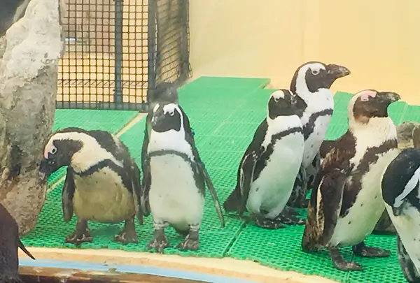 名古屋港水族館の写真・動画_image_787621