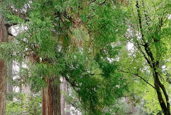 大本山永平寺の写真・動画_image_787950