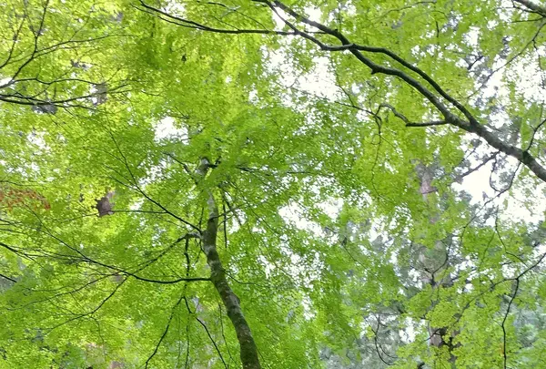 大本山永平寺の写真・動画_image_787952