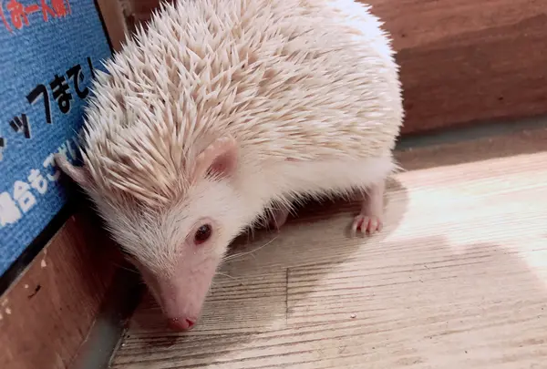 小動物カフェ ROCK STARの写真・動画_image_788668