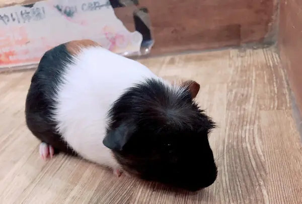 小動物カフェ ROCK STARの写真・動画_image_788669