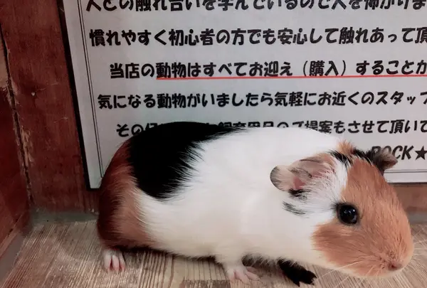 小動物カフェ ROCK STARの写真・動画_image_788670