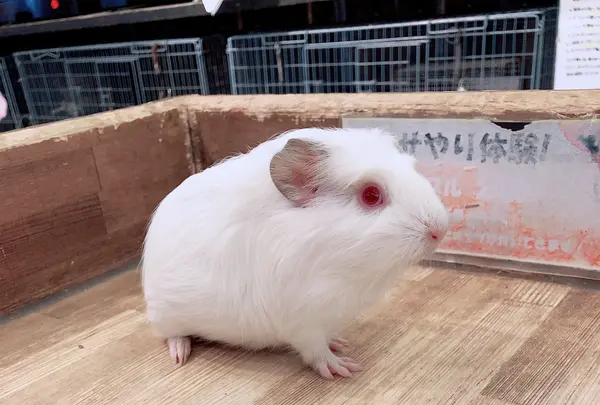 小動物カフェ ROCK STARの写真・動画_image_788671