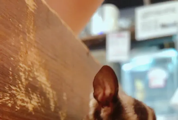 小動物カフェ ROCK STARの写真・動画_image_788673