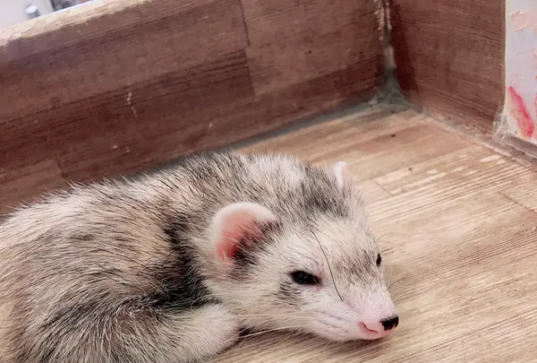 小動物カフェ ROCK STARの写真・動画_image_788674