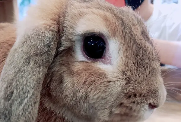 小動物カフェ ROCK STARの写真・動画_image_788675