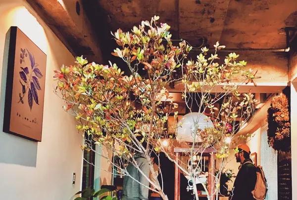 knock coffeeの写真・動画_image_789243