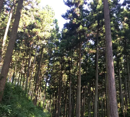 塩澤山 寳光寺 鹿野大佛の写真・動画_image_808232