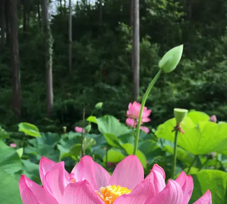 塩澤山 寳光寺 鹿野大佛の写真・動画_image_808233