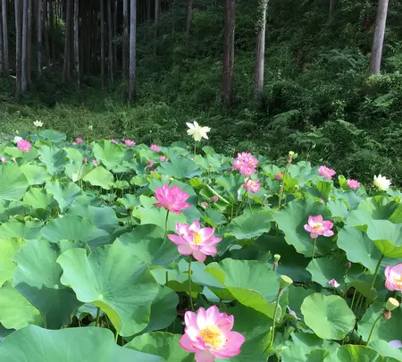 塩澤山 寳光寺 鹿野大佛の写真・動画_image_808234